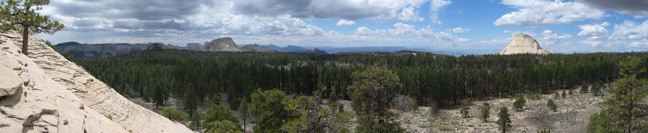 A landscape of a forestDescription automatically generated