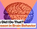 3 brain systems that control your